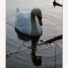 cygne