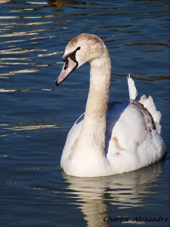 Cygne