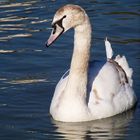 Cygne