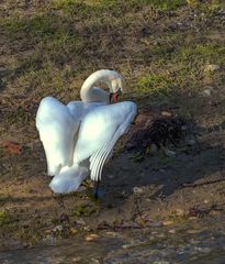 Cygne