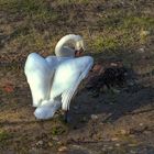 Cygne