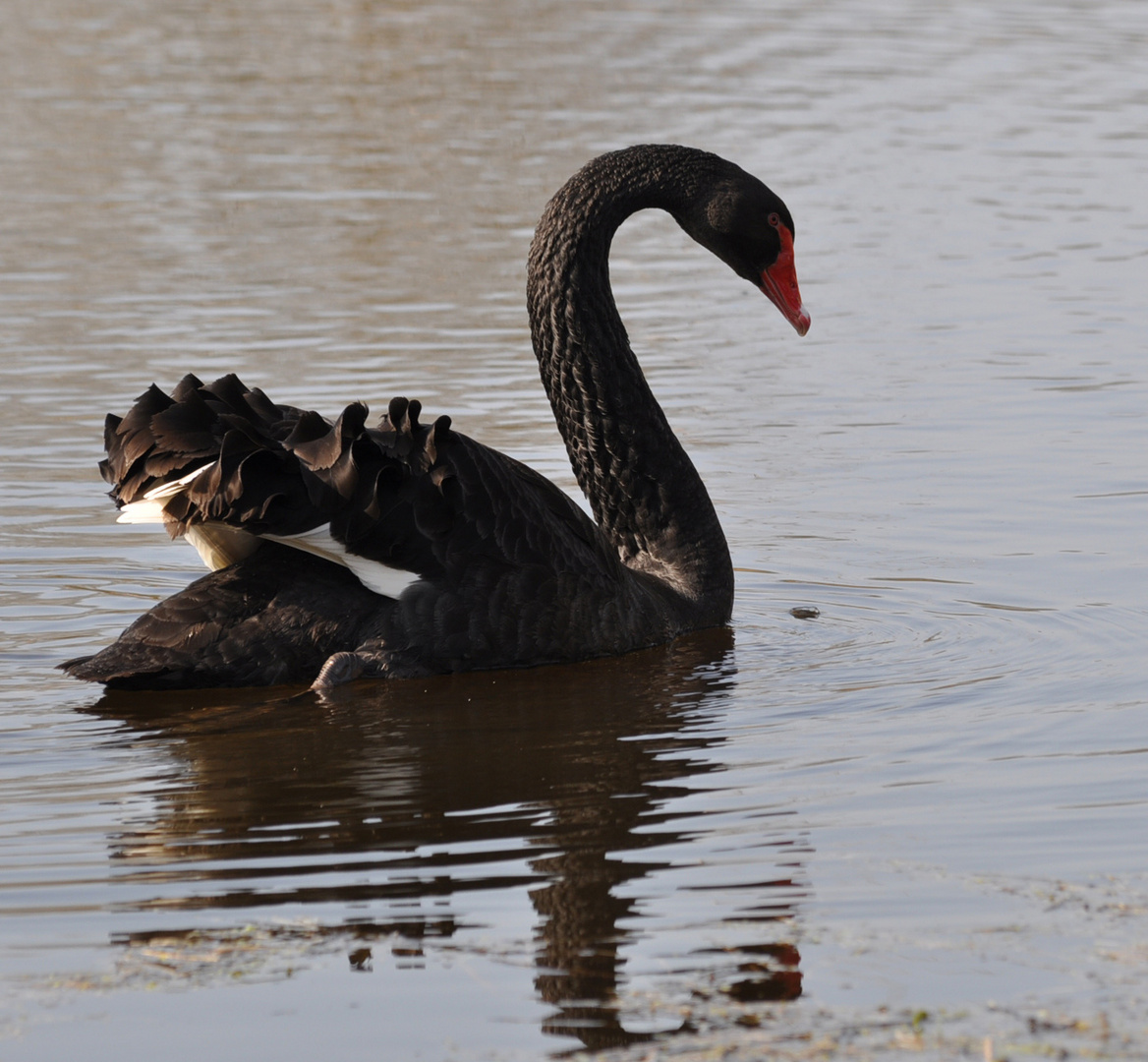 cygne