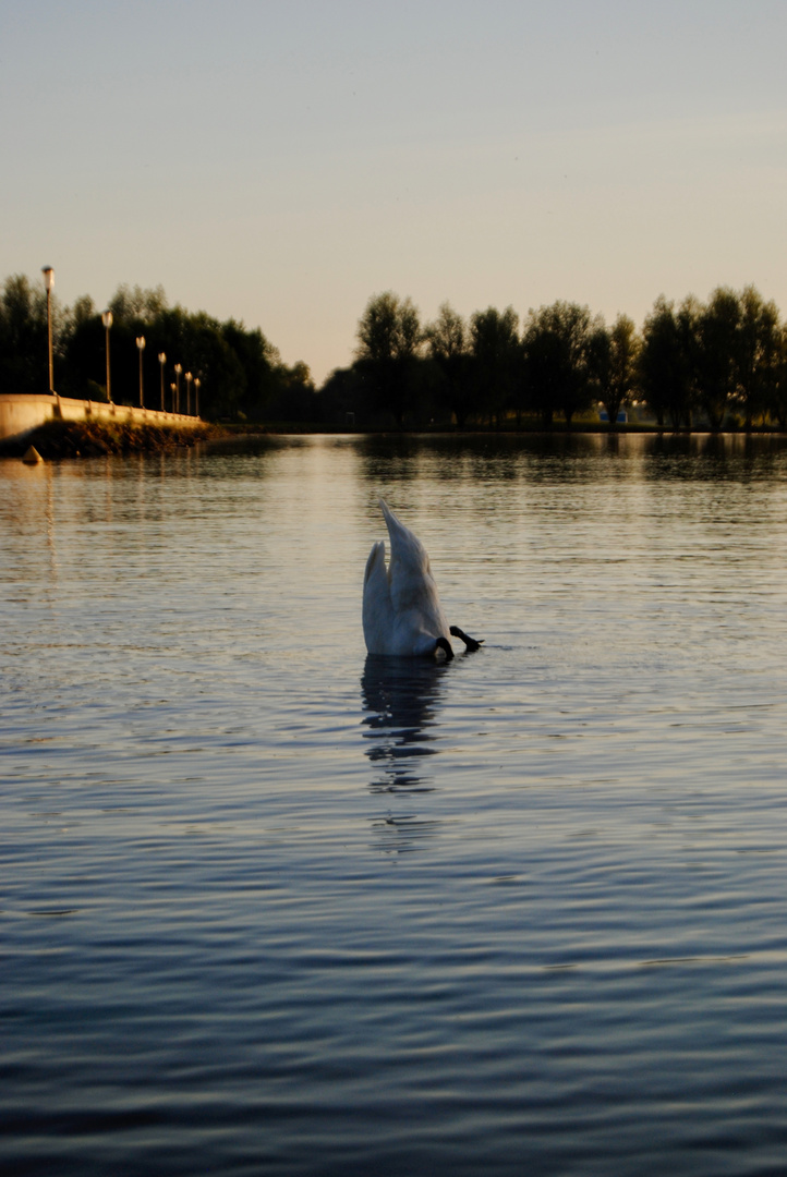 Cygne