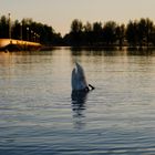 Cygne