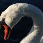 cygne 3