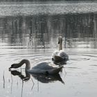 cygne 3