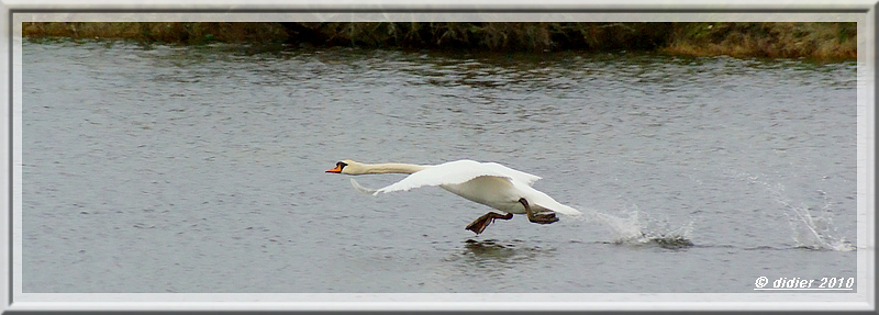 cygne 3