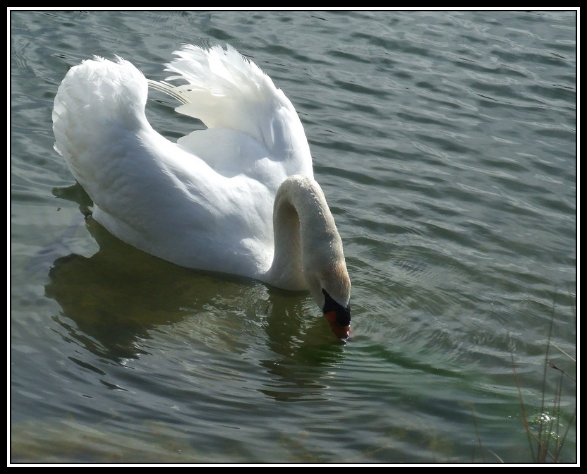 Cygne-3