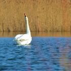 cygne