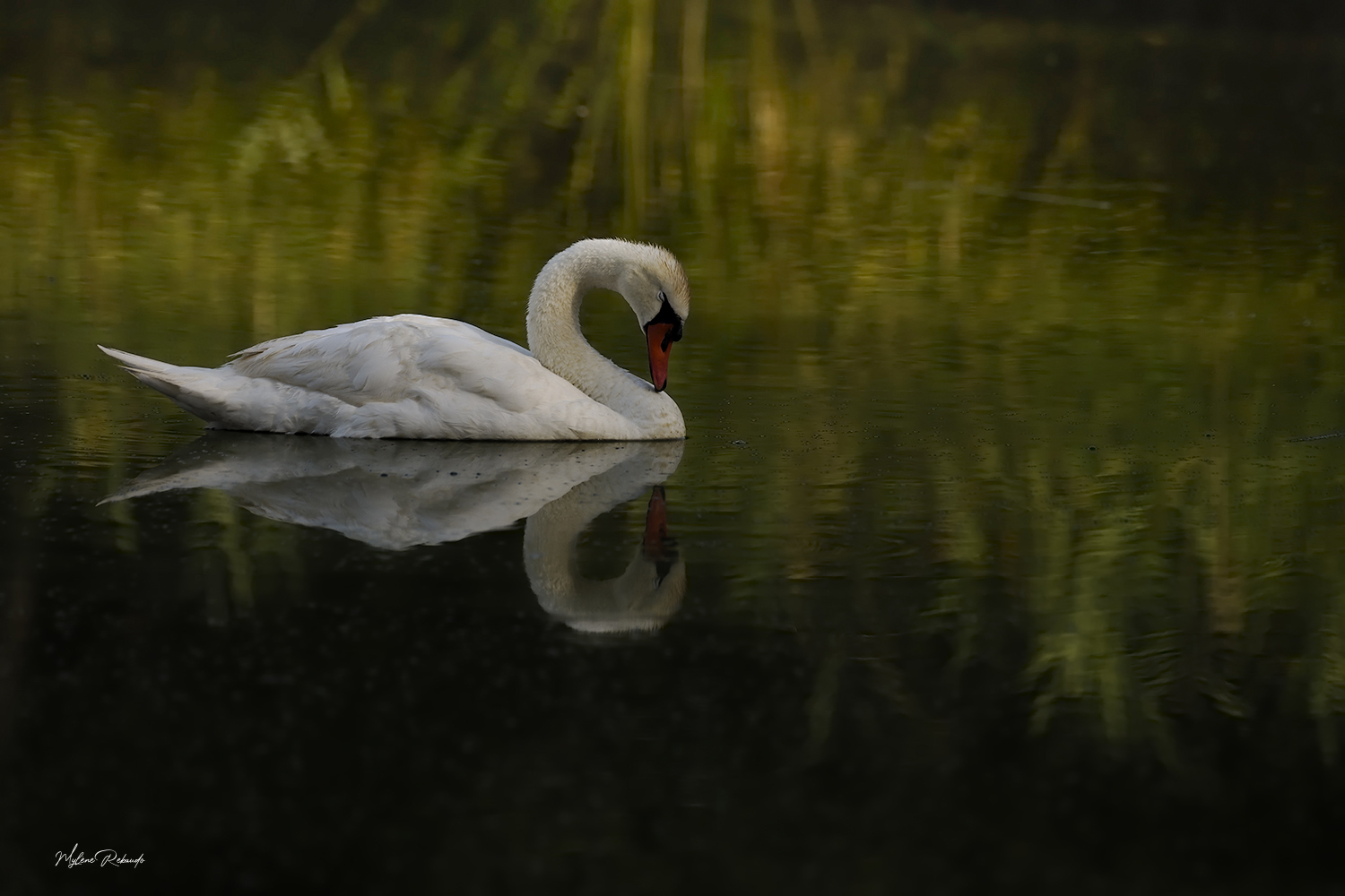 Cygne