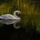 Cygne