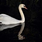 CYGNE