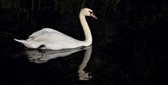 CYGNE