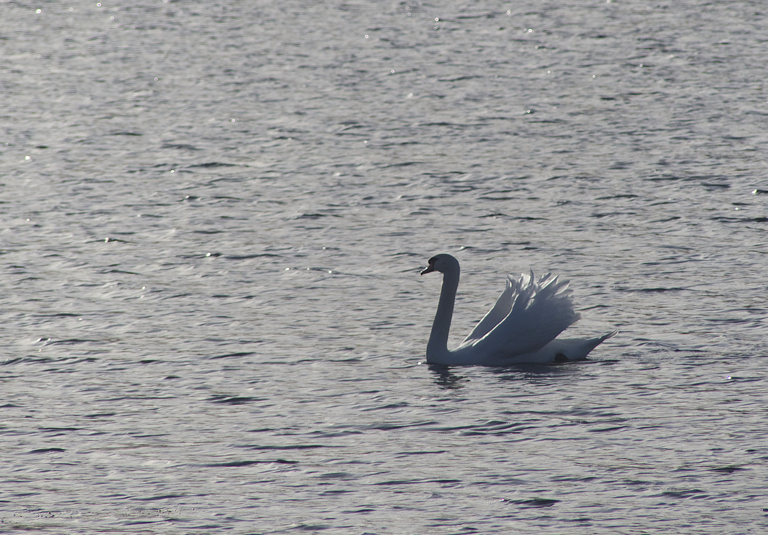 cygne