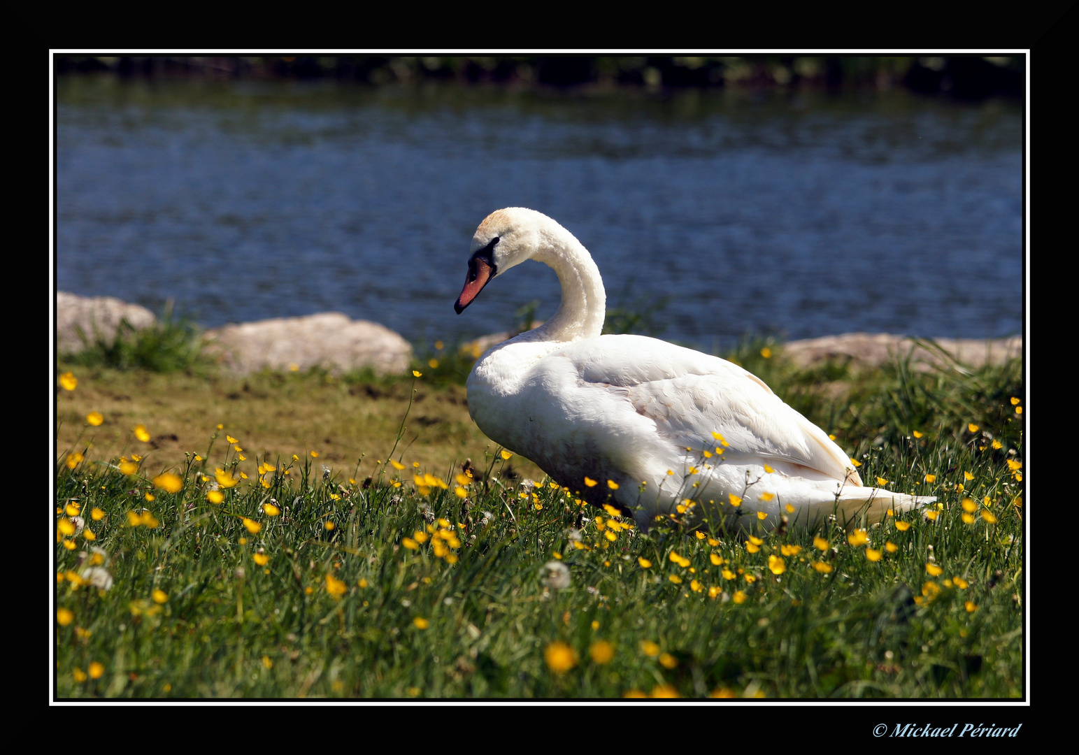 cygne