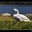 cygne