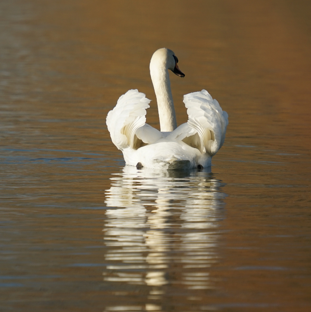 Cygne 