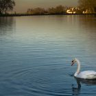 Cygne (4)