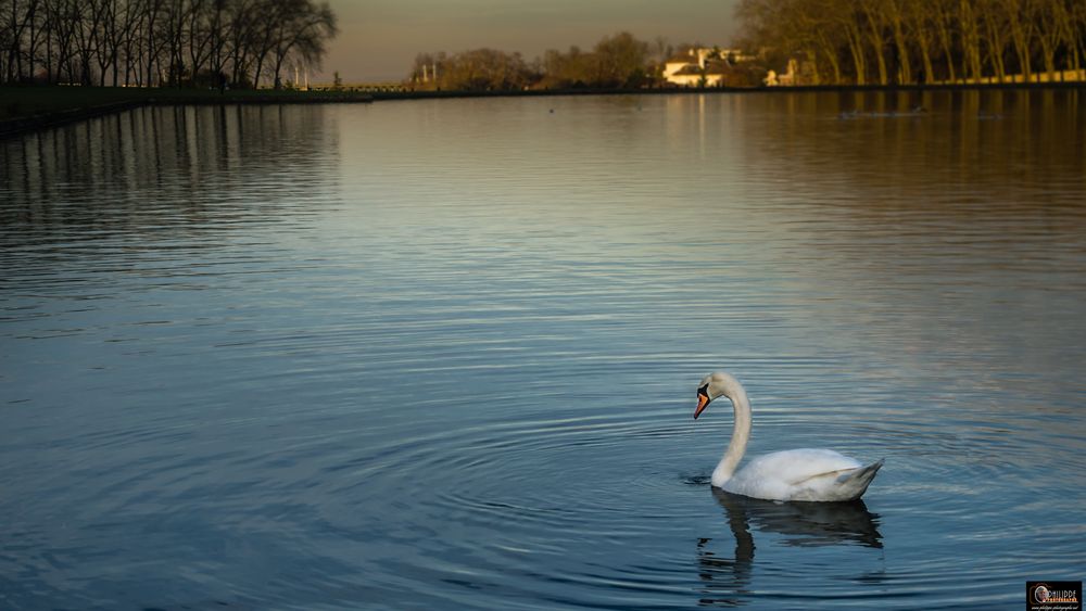 Cygne (4)