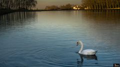 Cygne (4)