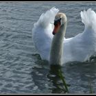 Cygne-4