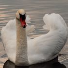 Cygne