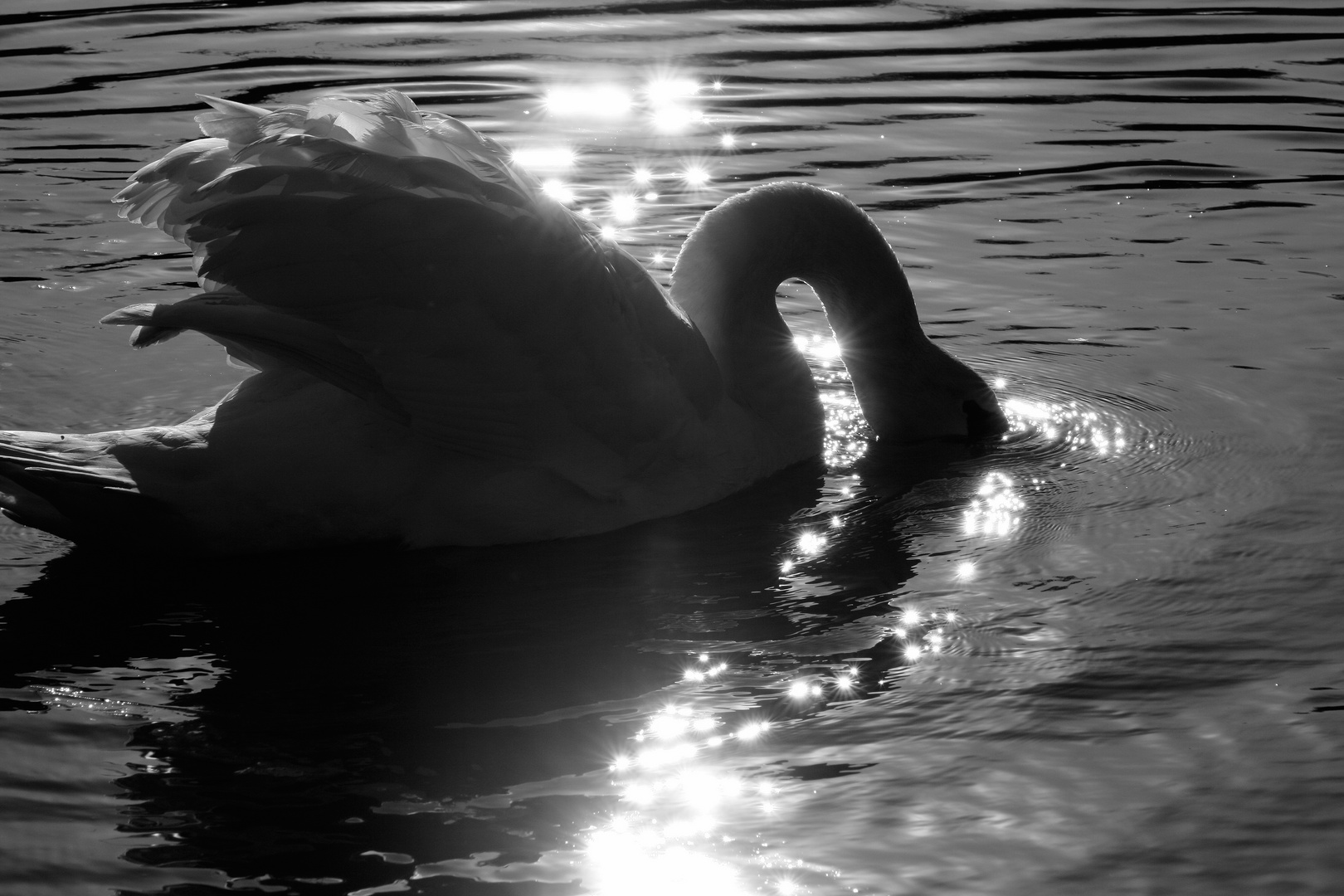 Cygne