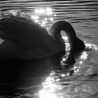 Cygne