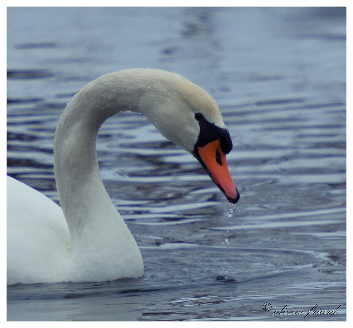 cygne.