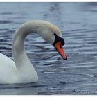 cygne.