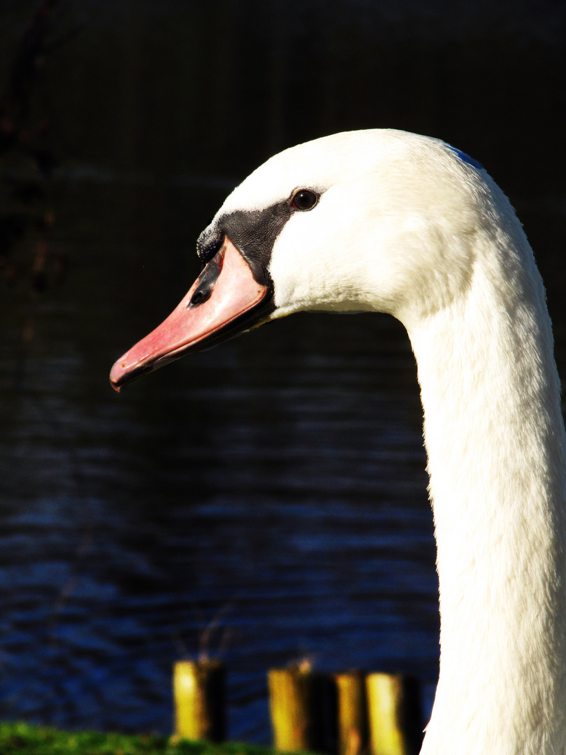 Cygne