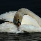 cygne