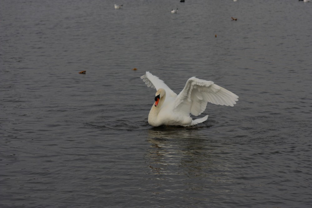 cygne