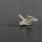 cygne