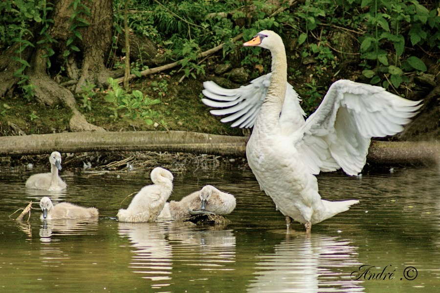  cygne 