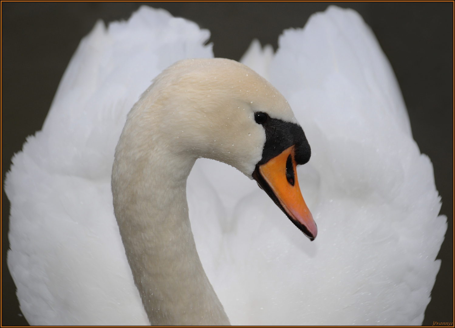 Cygne