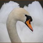 Cygne