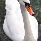 Cygne