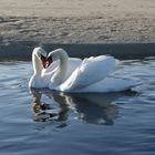 cygne