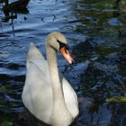 cygne