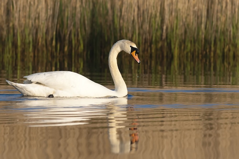 cygne