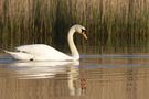 cygne de flaerso 