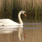 cygne