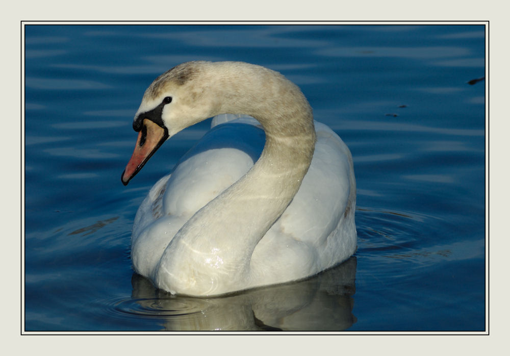 Cygne