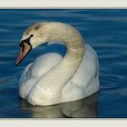 Cygne