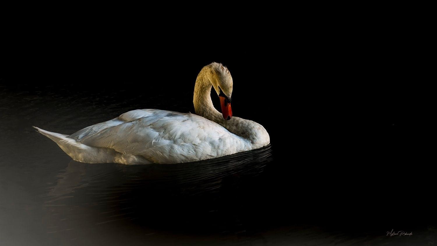 Cygne