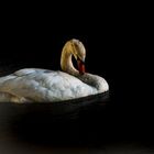 Cygne