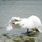 Cygne