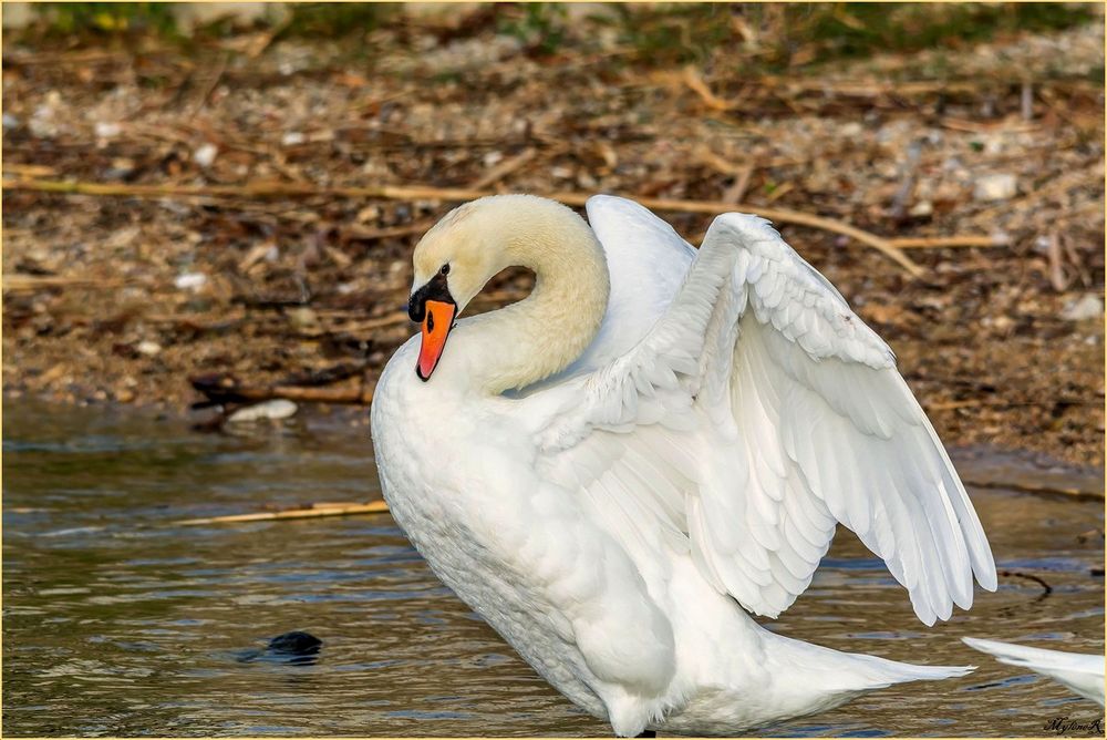 Cygne