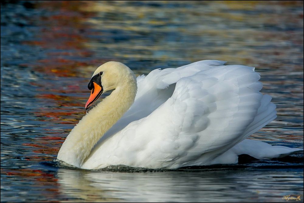 Cygne